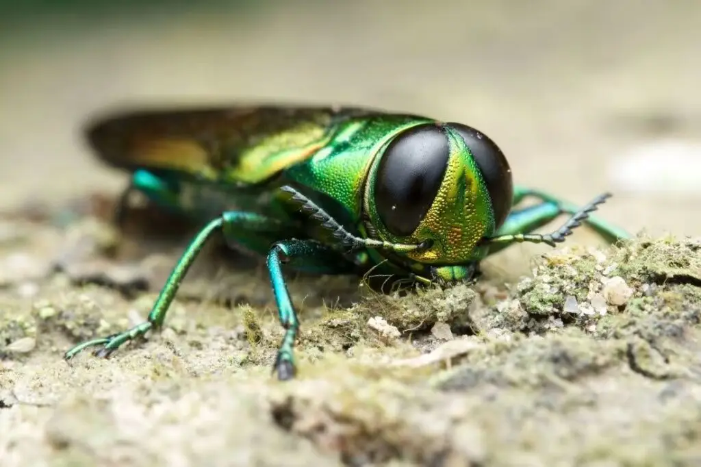 EAB Emerald ash borer treatment prevention