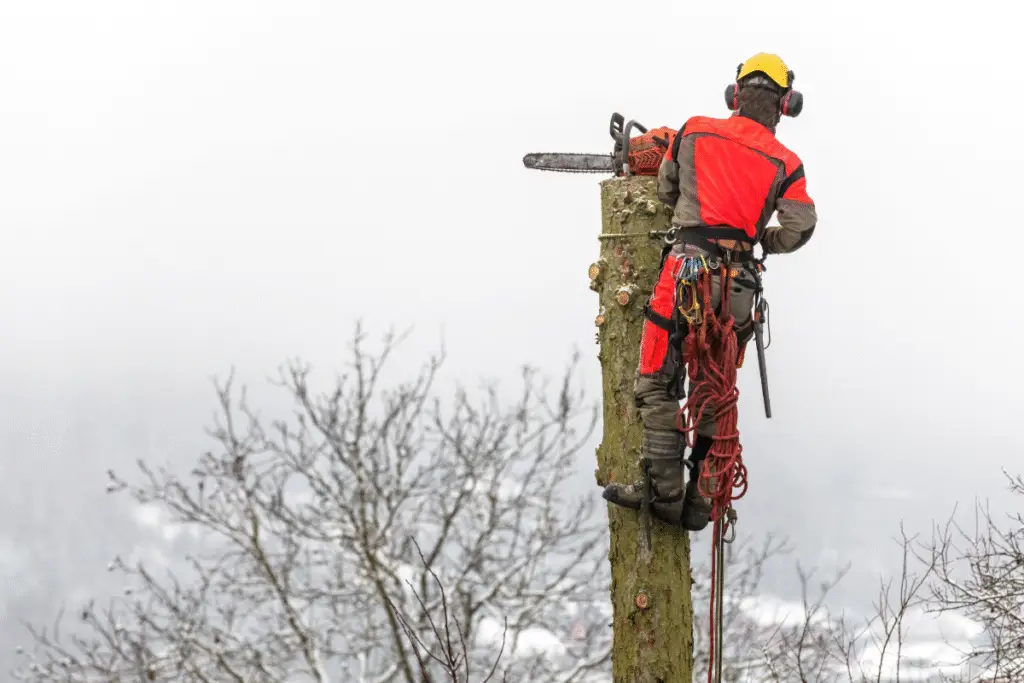 tree-removal