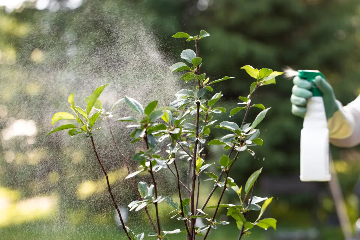 plant healthcare