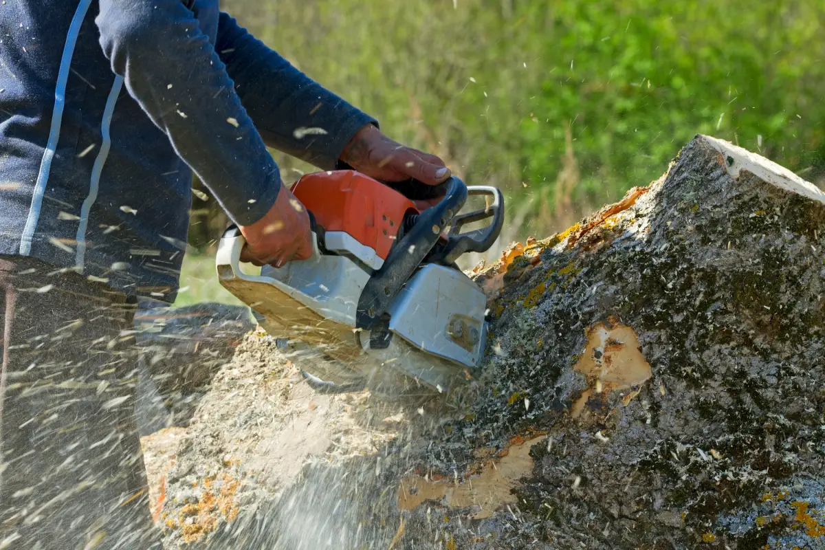 tree removal