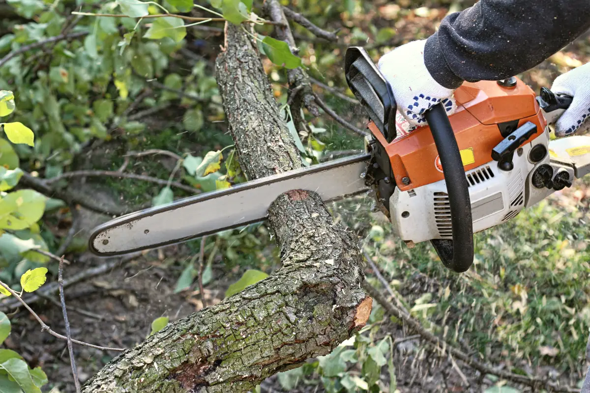 tree trimming and pruning
