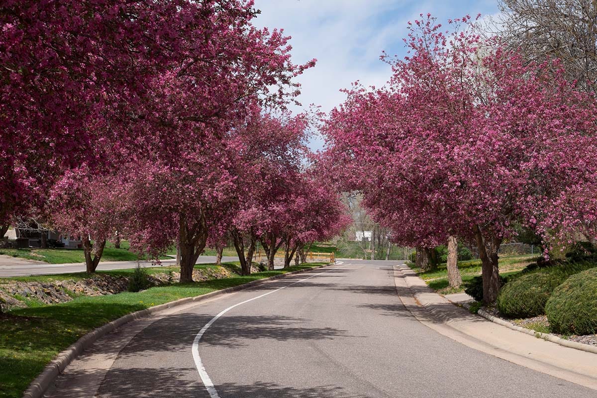 littleton tree services