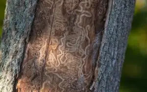 emerald ash borer