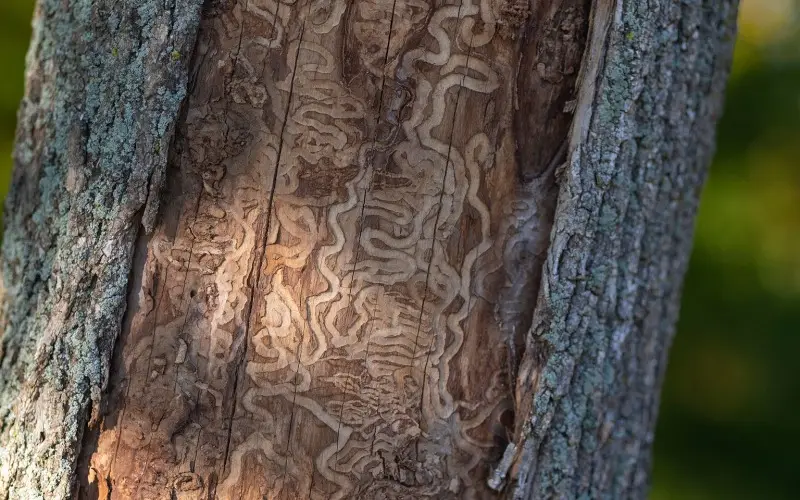 emerald ash borer