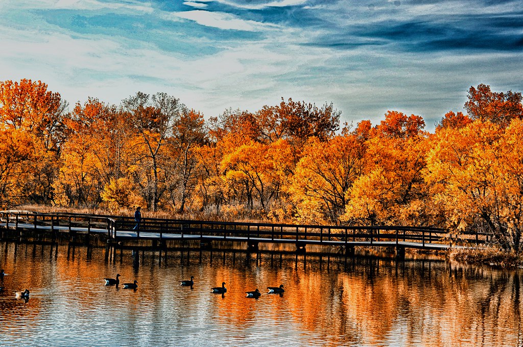 lakewood tree services