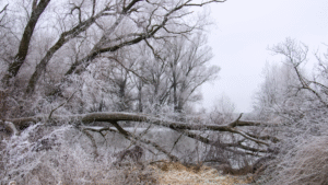 tree emergency storm response