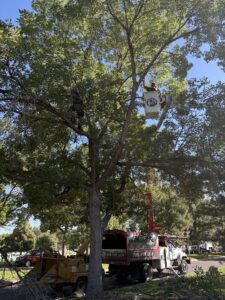 best time tree trimming