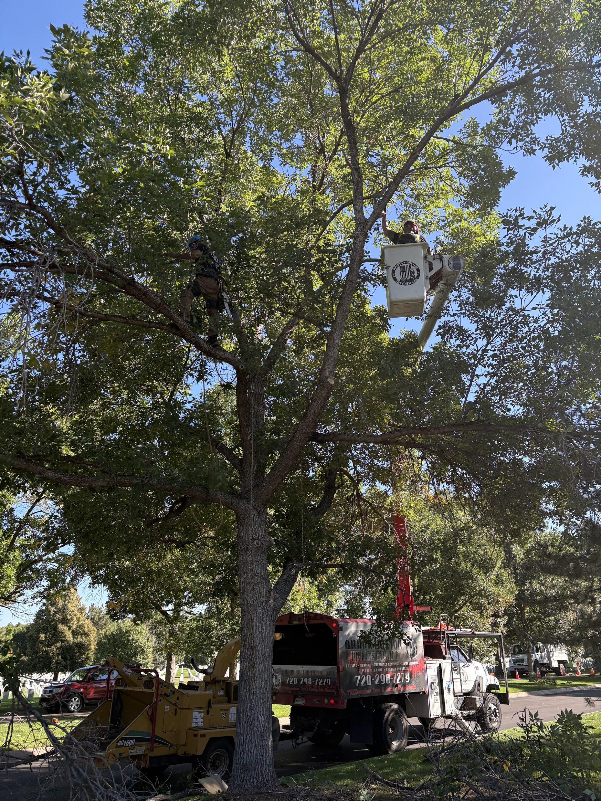 best time tree trimming