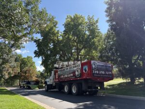 arbor-doctor-tree-service-when-to-trim