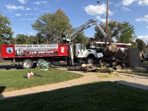 tree removal services denver