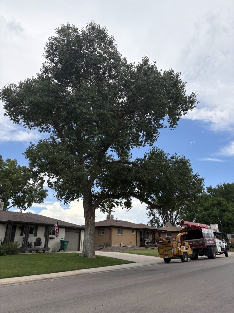 arbor-doctor-tree-service-when-to-trim