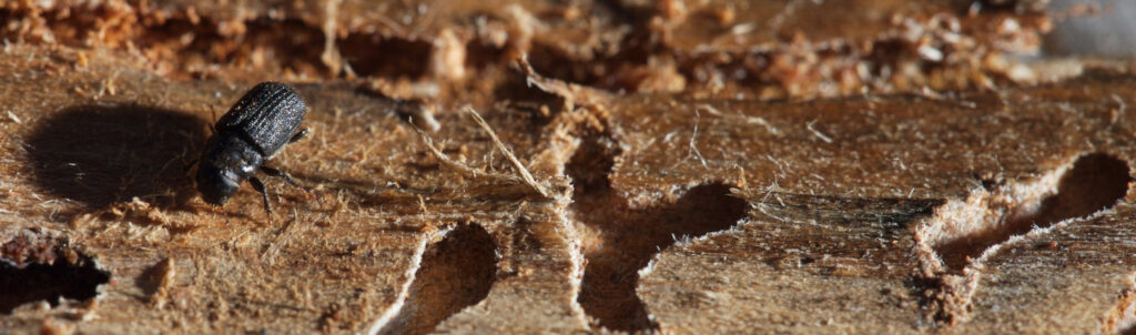 mountain pine beetle