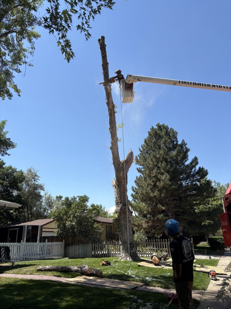 tree removal